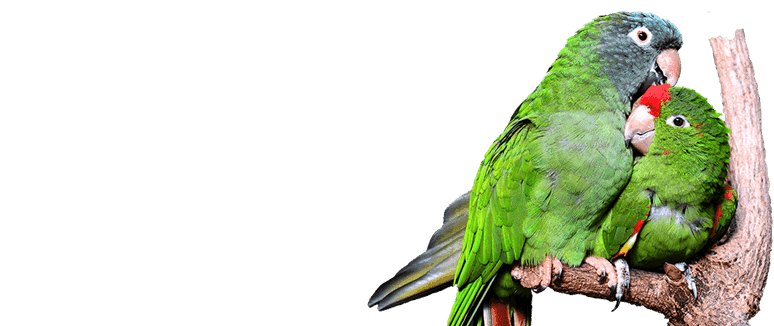home_animals_parrots
